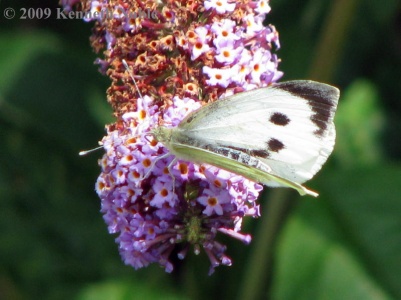 large white (Pieris brassicae) Kenneth Noble